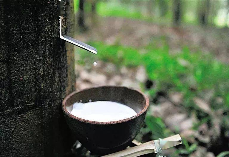越南橡膠出口大受影響
